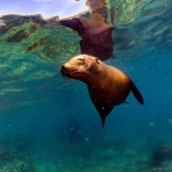 Essential Guayaquil and Galapagos Islands