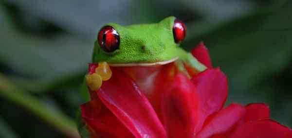 Picturesque Solo Costa Rica Tour
