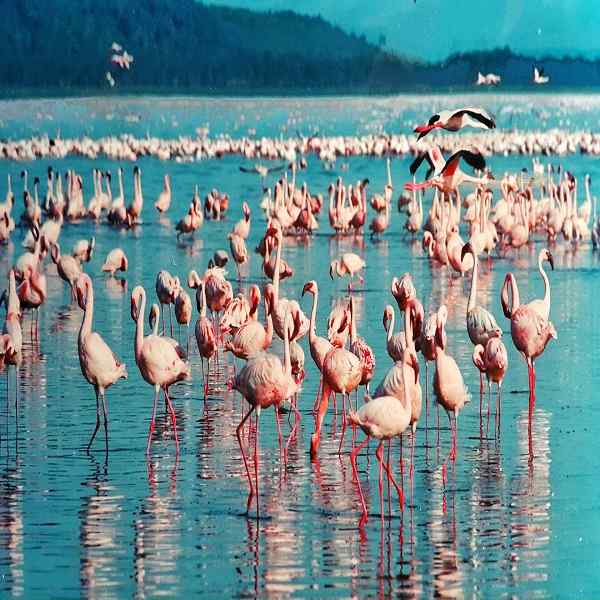 Picturesque Solo Kenya Tour