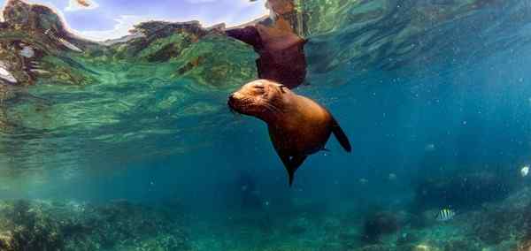Essential Guayaquil and Galapagos Islands